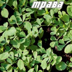 Грибна трава Пажитник