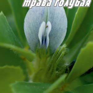 Грибна трава Тригорелла блакитна