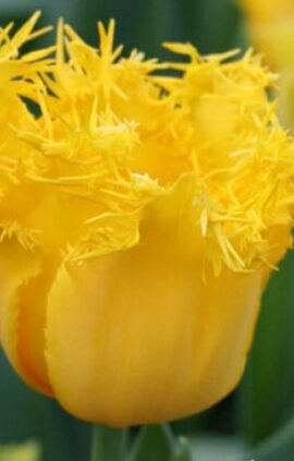 Тюльпан Гамільтон 30 цибулин розмір 10/11