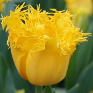 Тюльпан Гамільтон 30 цибулин розмір 10/11