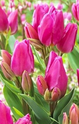 Тюльпан Хеппі фемелі 500 цибулин розмір 12+