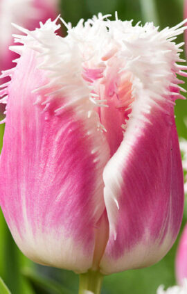 Тюльпан Сієста 500 цибулин розмір 12+