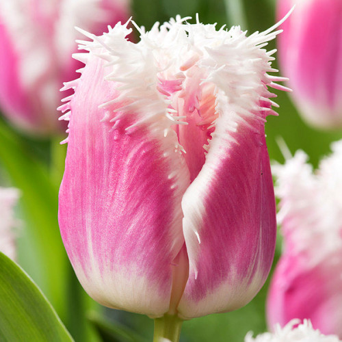 Тюльпан Сієста 500 цибулин розмір 12+