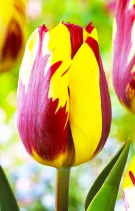 Тюльпан Хелмар 500 цибулин розмір 12+