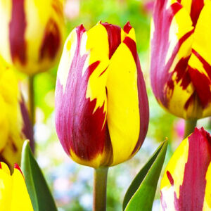 Тюльпан Хелмар 500 цибулин розмір 12+