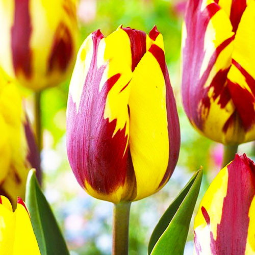 Тюльпан Хелмар 500 цибулин розмір 12+