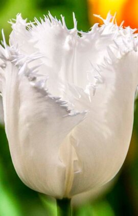 Тюльпан Ханімун 500 цибулин розмір 12+