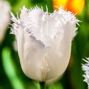 Тюльпан Ханімун 500 цибулин розмір 12+