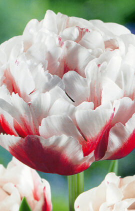 Тюльпан Горизонт 500 цибулин розмір 12+