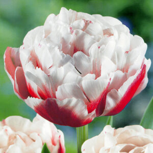 Тюльпан Горизонт 500 цибулин розмір 12+