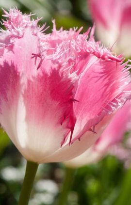 Тюльпан Хьюс Тен Бош 500 цибулин розмір 12+