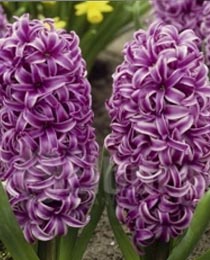 Гиацинт Аметист 150 луковиц размер 19+