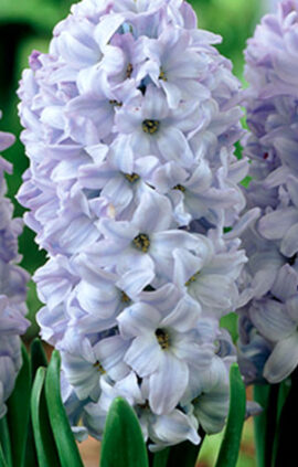 Гиацинт Блу Айз 30 луковиц размер14/15