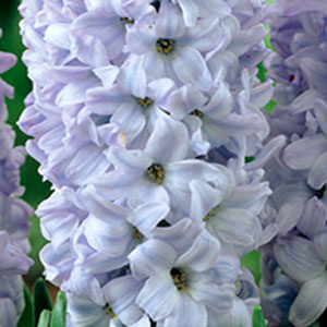 Гиацинт Блу Айз 30 луковиц размер14/15