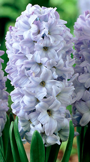 Гиацинт Блу Айз 30 луковиц размер14/15