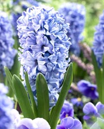 Гиацинт Блю Джиант 150 луковиц размер 19+
