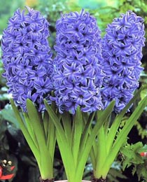 Гиацинт Блю Джекет 150 луковиц размер 19+