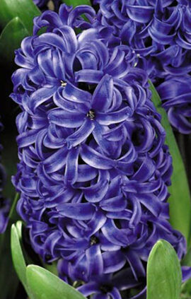 Гиацинт Блу Перл 30 луковиц размер 14/15