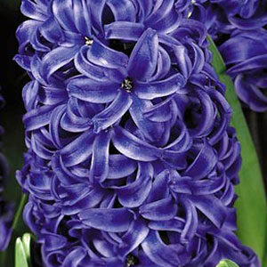 Гиацинт Блу Перл 30 луковиц размер 14/15