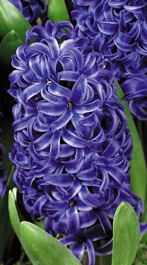 Гиацинт Блу Перл 30 луковиц размер 14/15