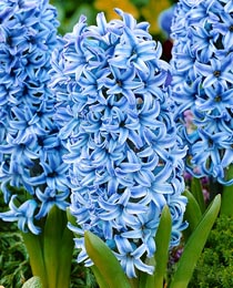 Гиацинт Блю Стар 150 луковиц размер 19+