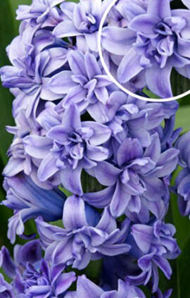 Гиацинт Блу Танго 30 луковиц размер 14/15