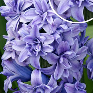 Гиацинт Блу Танго 30 луковиц размер 14/15