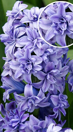 Гиацинт Блу Танго 30 луковиц размер 14/15