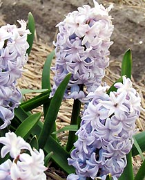 Гиацинт Сити оф Брэдфорд 150 луковиц размер 19+