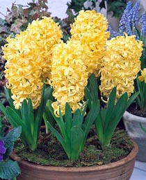 Гиацинт Сити оф Харлем 150 луковиц размер 19+