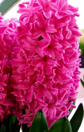 Гиацинт Ибис 30 луковиц размер 14/15