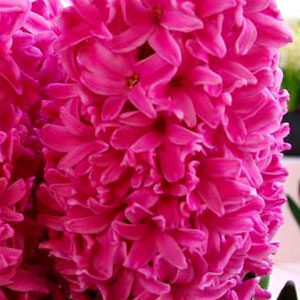 Гиацинт Ибис 30 луковиц размер 14/15