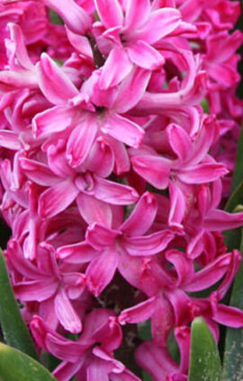 Гиацинт Ян Бос 30 луковиц размер 14/15