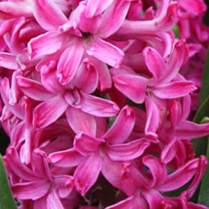 Гиацинт Ян Бос 30 луковиц размер 14/15