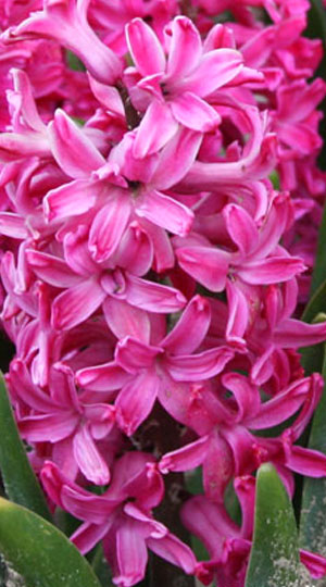 Гиацинт Ян Бос 30 луковиц размер 14/15