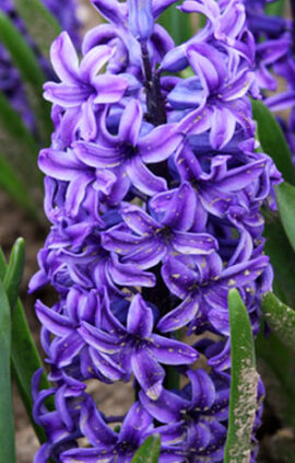 Гиацинт Минос 30 луковиц размер 14/15