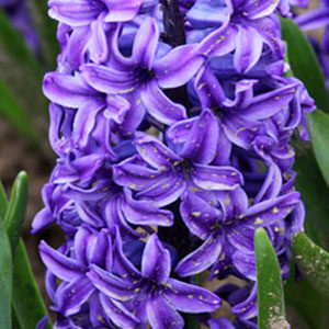 Гиацинт Минос 30 луковиц размер 14/15