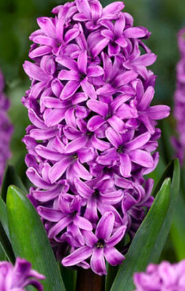 Гиацинт Мисс Сайгон 30 луковиц размер 14/15