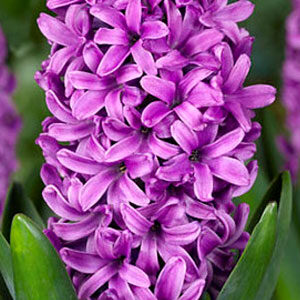 Гиацинт Мисс Сайгон 30 луковиц размер 14/15