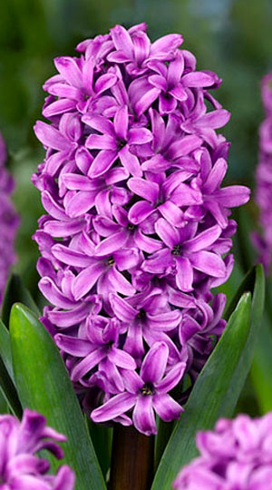 Гиацинт Мисс Сайгон 30 луковиц размер 14/15