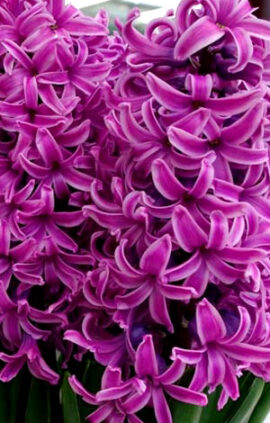 Гиацинт Пол Херман 30 луковиц размер 14/15