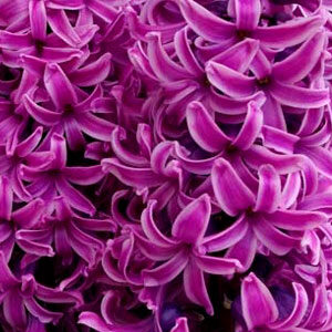 Гиацинт Пол Херман 30 луковиц размер 14/15