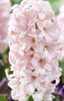 Гиацинт Пинк Элефант 30 луковиц размер 14/15