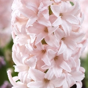 Гиацинт Пинк Элефант 30 луковиц размер 14/15