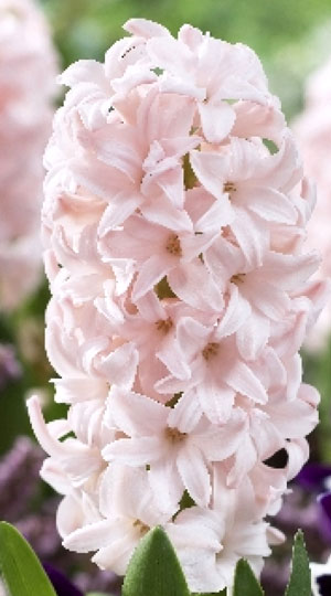 Гиацинт Пинк Элефант 30 луковиц размер 14/15