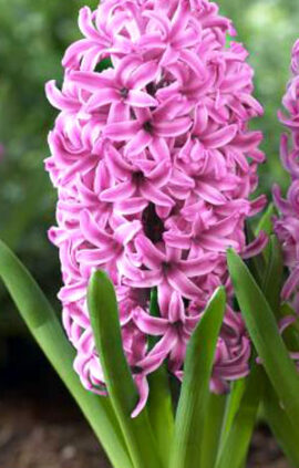 Гиацинт Пинк Перл 30 луковиц размер 14/15