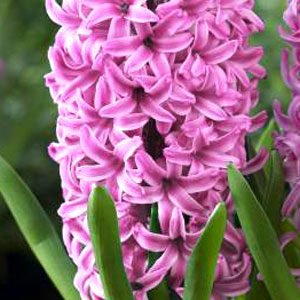 Гиацинт Пинк Перл 30 луковиц размер 14/15