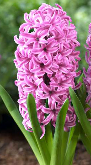 Гиацинт Пинк Перл 30 луковиц размер 14/15