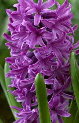 Гиацинт Перпл Сенсейшн 30 луковиц размер 14/15