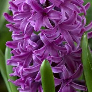 Гиацинт Перпл Сенсейшн 30 луковиц размер 14/15